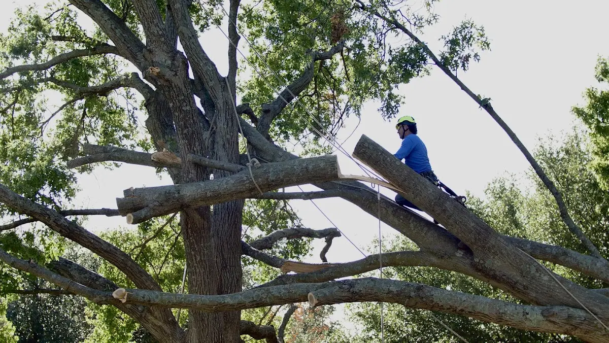 Professional Hazardous Tree Removal performed by certified arborists in Garretson